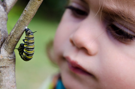 CABLE BEY,NZ - JUNE 18:Girl looks at a monarch butterfly caterpillar begin chrysalis on June 18 2013.After it increase its mass about 2,000 times it undergoes metamorphosis to become monarch butterflyのeditorial素材
