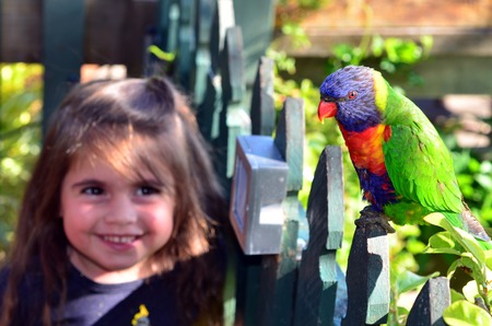 Happy little child (girl age 04) smile and looks at Native Australian Rainbow Lorikeet sit on a wooden fence.の写真素材