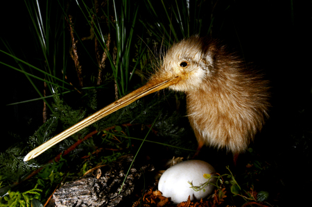 Kiwi bird and an egg in New Zealand.の写真素材