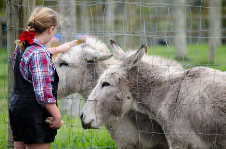 MATAKAN, NZ - JUNE 02:Young woman pet donkeys in a farm on June 02 2013. Farm animals including cows, sheep, pigs, chickens and goats, can pass diseases to people.のeditorial素材