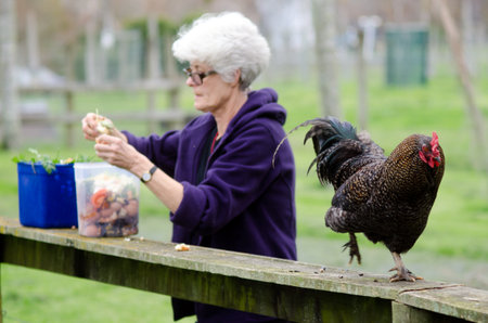 MATAKAN, NZ - JUNE 02:Mature woman feed rooster in a chicken farm on June 02 2013.More than 50 billion chickens are reared annually as a source of food, for both their meat and their eggs.のeditorial素材
