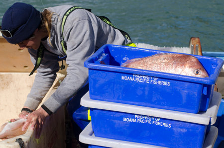 MANGONUI, NZ - JULY 25:Fisherman puts Snapper in a box on July 25 2013.NZ exclusive economic zone covers 4.1 million km2,It's the 6th largest zone in the world and 14 times the size of NZ.のeditorial素材
