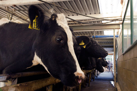 PERIA, NZ - JULY 07:Holstein cows in a milking facility on July 07 2013.The income from dairy farming is now a major part of the New Zealand economy, becoming an NZ$11 billion industry by 2010.のeditorial素材