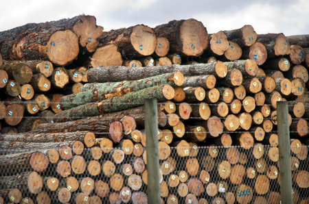 WHANGAREI,NZ - JULY 28:Pile of wood log for export in Northport on July 28 2013. It's New Zealand third largest export earner with international sales in excess of $4 billion.のeditorial素材