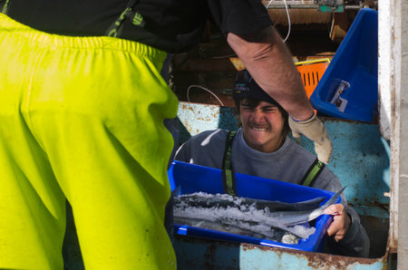 MANGONUI, NZ - JULY 25:Fisherman carry box full of fish on July 25 2013.NZ exclusive economic zone covers 4.1 million km2,It's the 6th largest zone in the world and 14 times the size of NZ.のeditorial素材