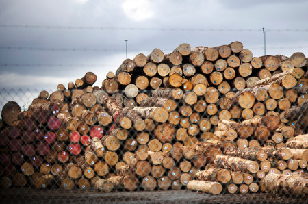 WHANGAREI,NZ - JULY 28:Pile of wood log for export in Northport on July 28 2013. It's New Zealand third largest export earner with international sales in excess of $4 billion.のeditorial素材
