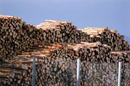 KAITAIA, NZ - JULY 08:Stacked wooden logs, tree trunks on July 08 2013.It's New Zealand third largest export earner with international sales in excess of $4 billion.のeditorial素材
