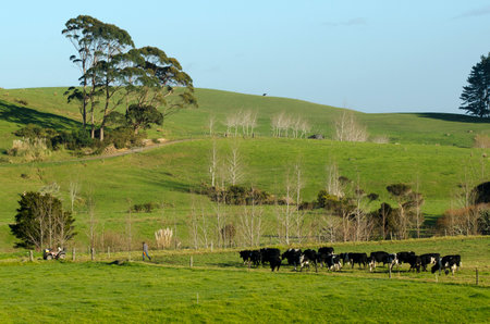 PERIA, NZ - JULY 08:New Zealander farmer leads Holstein cows in paddock on July 08 2013.The income from dairy farming is now a major part of the New Zealand economy, becoming an NZ$11 billion industry by 2010.のeditorial素材