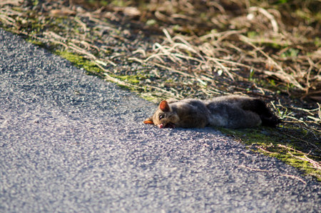WELLSFORD, NZ - JULY 28:Run over Possum on July 28 2013.It brought from AUS in 1837 for fur industry attempt that failed.Today 50M Possums are disliked animal in NZ due to damage to nature and farmlandのeditorial素材