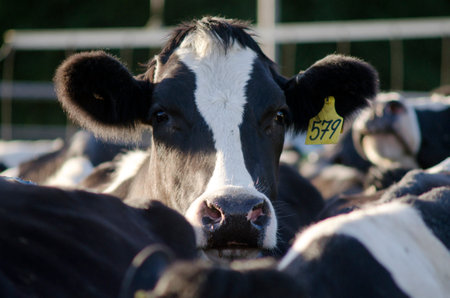 PERIA, NZ - JULY 07:Holstein cow in a milking facility on July 07 2013.The income from dairy farming is now a major part of the New Zealand economy, becoming an NZ$11 billion industry by 2010.のeditorial素材