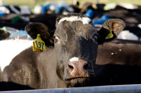 PERIA, NZ - JULY 07:Holstein cow in a milking facility on July 07 2013.The income from dairy farming is now a major part of the New Zealand economy, becoming an NZ11 billion industry by 2010.のeditorial素材