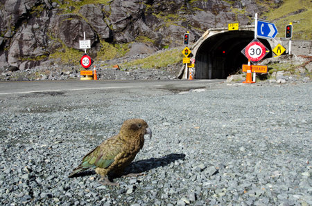 FIORDLAND, NZ - JAN 14:Kea on Jan 14 2014.The Kea is a large parrot about 48 cm (19 in) long and weighing 0.8â1 kg (1.8â2.2 lb) and It's one of ten endemic parrot species in New Zealand.のeditorial素材