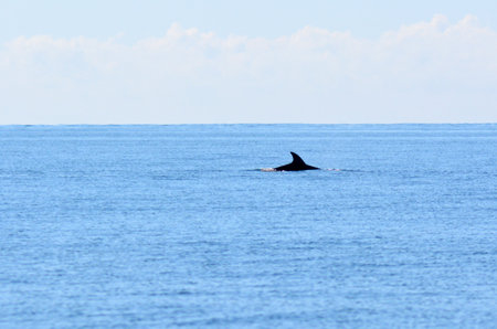 PAIHIA,NZ - MAY 11 2014:Dolphin swim at sea.Commercial whaling was outlawed in 1986 by the International Whaling Commission, but dolphin hunts remain legal.のeditorial素材
