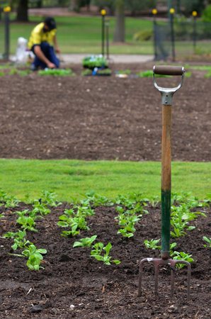 BRISBANE, AUS - SEP 24 2014:Gardner planting plants at Brisbane City Botanic Gardens.The Gardens include many rare and unusual botanic species of plants, flowers and trees.のeditorial素材