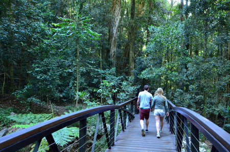GOLD COAST - OCT 06 2014:Couple visit in Springbrook National Park in Queensland Australia.It's a World Heritage Rainforest featuring many waterfalls, trees and wildlife.のeditorial素材