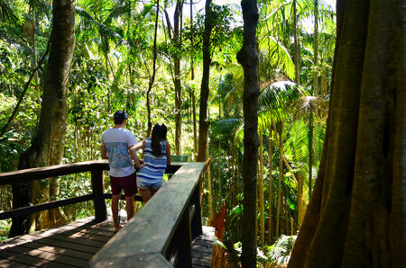 GOLD COAST- OCT 20 2014:Visitors at Mount Tamborine in Queensland, Australia. It's the green heart of the Gold Coast Hinterland and home to the third oldest rainforest canopies national park in the world.のeditorial素材