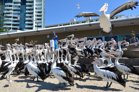 GOLD COAST, AUS - SEP 30 2014:Pelican feeding frenzy at Labrador Gold Coast , Australia.Pelicans are the largest flying bird in Australiaのeditorial素材