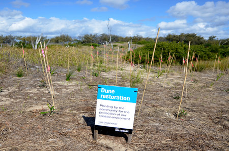 GOLD COAST - SEP 29 2014:Dune restoration in Gold Coast, Australia. In 1967 a series of 11 cyclones removed most of the sand from Gold Coast beaches since then beach replenishment is in progress.のeditorial素材