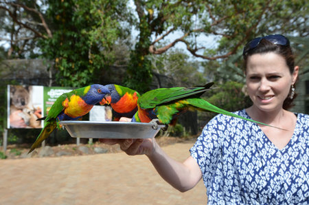 GOLD COAST, AUS - NOV 04 2014:Young woman feed Native Australian Rainbow Lorikeet.Rainbow lorikeets spend most of their day feeding high up in canopies and rarely come to the ground.のeditorial素材