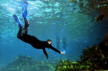 GOLD COAST, AUS -  NOV 11 2014:Visitors dive in Shark Bay touch pool at Sea World Gold Coast Australia.It is the world's largest man-made lagoon system for sharks.のeditorial素材