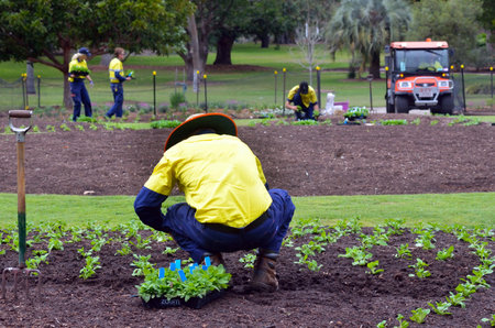 BRISBANE, AUS - SEP 24 2014:Gardners planting plants at Brisbane City Botanic Gardens.The Gardens include many rare and unusual botanic species of plants, flowers and trees.のeditorial素材