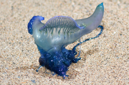GOLD COAST, AUS - SEP 28 2014:Bluebottle jellyfish in Queensland Australia.The bluebottle jellyfish is responsible for thousands of very painful stings on Australian beaches each year.のeditorial素材