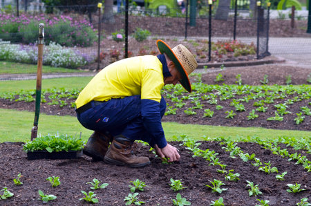 BRISBANE, AUS - SEP 24 2014:Gardner planting plants at Brisbane City Botanic Gardens.The Gardens include many rare and unusual botanic species of plants, flowers and trees.のeditorial素材