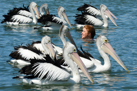 GOLD COAST, AUS - OCT 01:Australian woman swim with Pelicans at Labrador Gold Coast , Australia.Pelicans are the largest flying bird in Australia.のeditorial素材