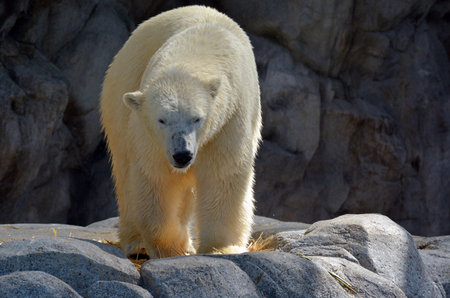 GOLD COAST, AUS -  NOV 06 2014:Polar Bear male in Sea World Gold Coast Australia.In 2008, U.S. Department of the Interior listed the polar bear as a Threatened Species under the Endangered Species Act.のeditorial素材