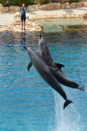 GOLD COAST, AUS -  NOV 09 2014: Instructor interact with Dolphin in Sea World Gold Coast Australia.It's sea animals theme park that promote conservation education of sea and marine wildlife.のeditorial素材