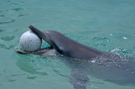 GOLD COAST, AUS -  NOV 11 2014:Captive Dolphin in Sea World Gold Coast Australia. Bottlenose Dolphins are the most common species of dolphin kept in dolphinariums as they are relatively easy to train, have a long lifespan in captivity and a friendly appeaのeditorial素材