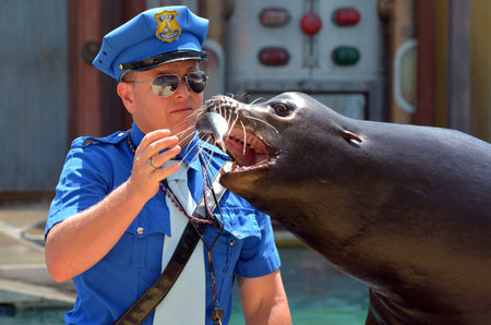 GOLD COAST, AUS -  NOV 06 2014:Trainer feed an Australian sea lion in Sea World Gold Coast Australia.It is a species of sea lion that breeds only on the south and west coasts of Australia.のeditorial素材