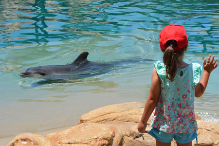 GOLD COAST, AUS -  NOV 11 2014:Bottlenose Dolphin.It's the most common species of dolphin kept in dolphinariums as they are easy to train, have a long lifespan in captivity and friendlyのeditorial素材