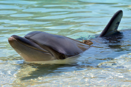 GOLD COAST, AUS -  NOV 06 2014:Captive Dolphin in Sea World Gold Coast Australia. Bottlenose Dolphins are the most common species of dolphin kept in dolphinariums as they are relatively easy to train, have a long lifespan in captivity and a friendly appeaのeditorial素材