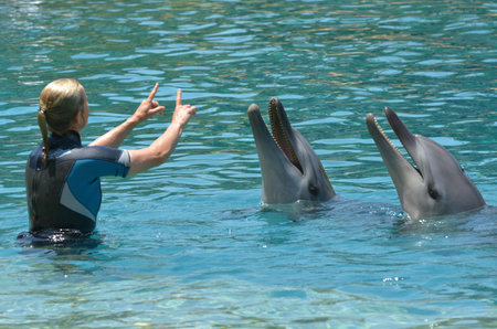 GOLD COAST, AUS -  NOV 06 2014: Instructor interact with Dolphin in Sea World Gold Coast Australia.It's sea animals theme park that promote conservation education of sea and marine wildlife.のeditorial素材