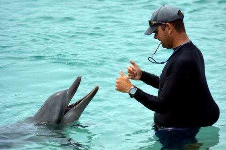 GOLD COAST, AUS -  NOV 09 2014: Instructor interact with Dolphin in Sea World Gold Coast Australia.It's sea animals theme park that promote conservation education of sea and marine wildlife.のeditorial素材