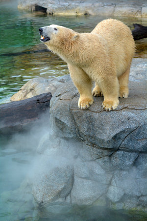 GOLD COAST, AUS -  NOV 06 2014:Polar Bear cub in Sea World Gold Coast Australia.In 2008, U.S. Department of the Interior listed the polar bear as a Threatened Species under the Endangered Species Act.のeditorial素材