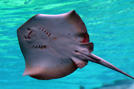 GOLD COAST, AUS -  NOV 06 2014:Stingray bottom in Sea World Gold Coast Australia.Fatal stings are very rare, but can happen,most famously in the death of Steve Irwin, in which the stinger penetrated the thoracic wall, causing massive trauma.のeditorial素材