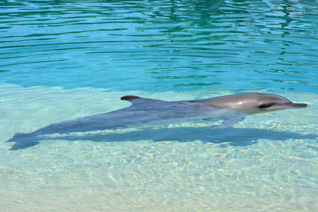 GOLD COAST, AUS -  NOV 11 2014:Captive Dolphin in Sea World Gold Coast Australia. Bottlenose Dolphins are the most common species of dolphin kept in dolphinariums as they are relatively easy to train, have a long lifespan in captivity and a friendly appeaのeditorial素材
