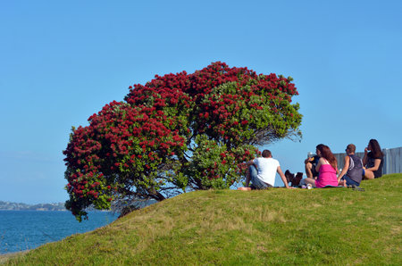 AUCKLAND, NZL - JAN 04 2015:Young New Zealanders having a picnic beside Pohutukawa tree.The Pohutukawa red flowers that blossom in the month of December symbolize the Summer Holidays in New Zealand.のeditorial素材