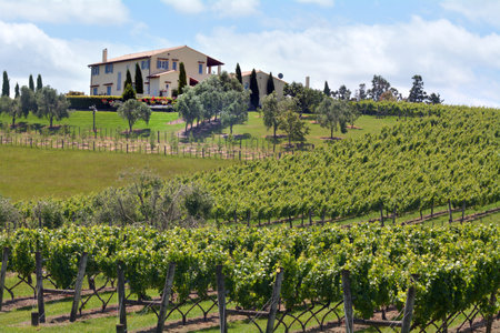 MURIWAI, NZL -  JAN 01 2015:Sauvignon Blanc wine vineyard in Muriwai, New Zealand.New Zealand is home to what many wine critics consider the worlds best Sauvignon Blanc.のeditorial素材