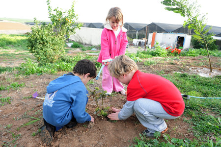 ASHKELON - FEB 09: Israeli children plant a new tree in the garden during the Jewish holiday of Tu Bishvat in Ashkelon on February 9 2007.It's a Jewish holiday that marks the New Year of the Trees.のeditorial素材