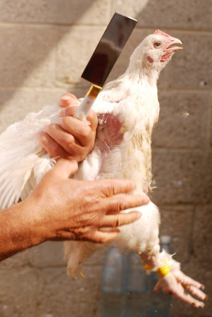 ASHKELON - OCTOBER 01: Live chicken during the act of the ritual Kapparot - kills a chicken. on October 1, 2006 in Ashkelon, Israelのeditorial素材