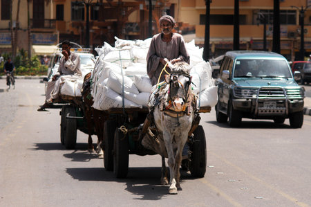 LUXOR - MAY 02:Egyptian man rides his donkey chariot on May 02 2007 in Luxor  Egypt.Asses were first domesticated around 4000 BC in Egypt.のeditorial素材
