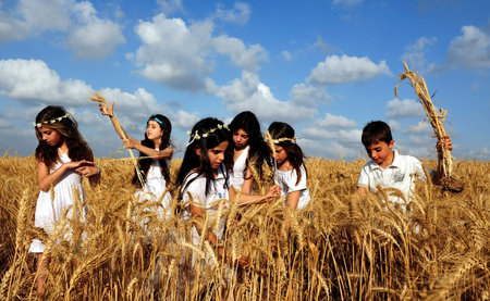 KIRYAT GAT - MAY 24: Israeli girls and boys in a wheat field celebrate the Jewish holiday Shavuot by checks the first harvest on May 24 2009 near Kyryat Gat, Israel.It's Judaism's third largest feast which commemorates the handing down of the five books oのeditorial素材