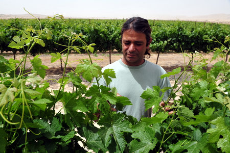 NEGEV DESERT - MAY 15: An Israeli farmer with his vineyard on May 15 2009 in the Negev desert, Israel.Today many Israeli farmers using ancient desert farming methods going back to the time of the Nabatioan people.のeditorial素材