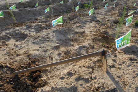 BEERSHEBA - FEBRUARY 02:Tu B'Shevat, the beginning of a 'New Year for Trees.'on February 02 2010 in the Negev desert near Beersheba, Israel.のeditorial素材