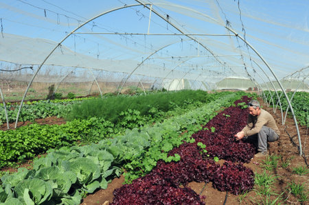 REHOVOT - JANUARY 22: Israeli farmer observing his crops on January 22 2010 in Rehovot, Israel.Israel is a major exporter of fresh produce and a world-leader in agricultural technologies despite its climate.のeditorial素材