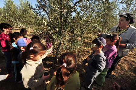 NETIVOT - DECEMBER 06: Israeli children harvest olives tree for making olive oil on December o6 2009 near Netivot, Israel.のeditorial素材