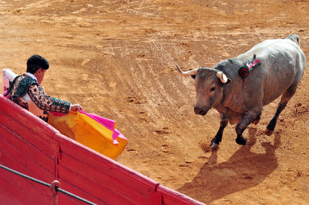 MEXICO CITY-MARCH 1:An unidentified Matador and a bull during a bullfight battle on March 1, 2010 in Mexico city, Mexico.Today many people call to banned this sport as It's involved in animal torture.のeditorial素材